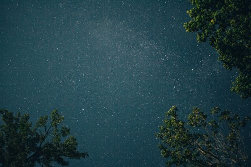 Žvaigždės, Dangus, Naktis, Erdvė, Galaktika, Žibintai, Medžiai, Lapai, Filialai, Gamta