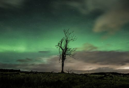 Žvaigždės, Galaktika, Erdvė, Astronomija, Naktis, Tamsi, Vakaras, Dusk, Gamta, Medžiai, Lauke