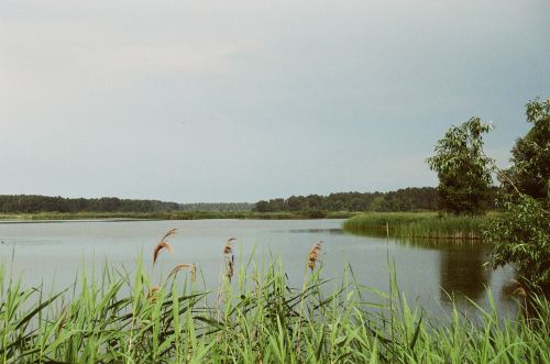 Tvenkinys,  Vanduo,  Medžiai,  Lenkija,  Tvenkinys Sonowica Poland