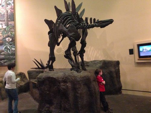 Stegosauras,  Muziejus,  Skeletas,  Priešistorinis,  Dinozauras,  Paleontologija,  Istorija,  Mokslas,  Dino,  Išnykęs