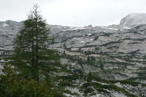 Steinernes Meer, Namelis, Kalnai, Medžiai, Austria, Akmenys