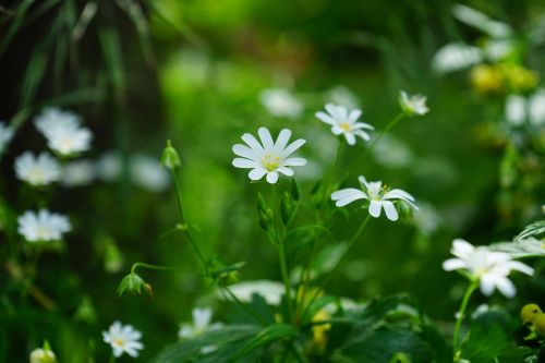 Stellaria Holostea, Gėlės, Balta, Stitchwort, Chickweed, Gvazdikų Šeima, Augalas, Gėlė, Žydėti, Flora, Pavasaris, Laukinė Gėlė, Aštraus Gėlė, Didžiųjų Žiedų Žvaigždžių Programavimas, Stellaria Media, Caryophyllaceae, Laukinis Augalas, Pievų Augalai