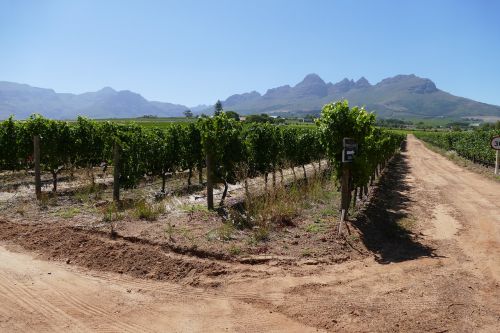 Stellenbosch, Vyno Gamykla, Kraštovaizdis, Vynuogynai, Pietų Afrika