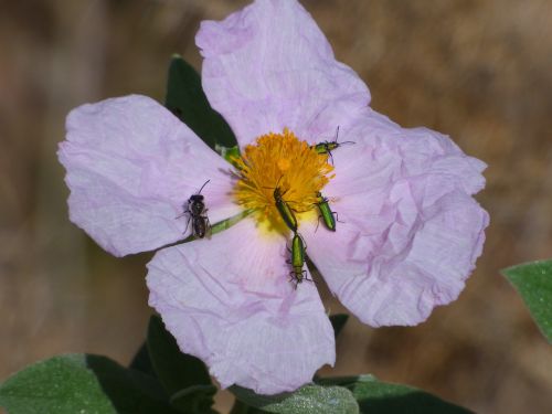Stepė, Laukinė Gėlė, Psilothrix Cyaneus, Coleoptera, Žalias Vabalas, Psilothrix Viridicoerulea