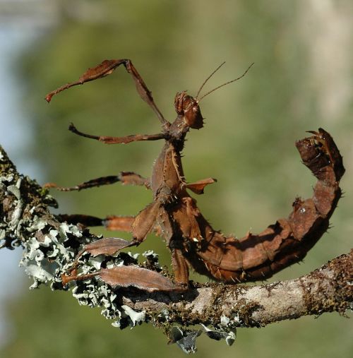 Stick Vabzdžių Skorpionas, Mediena, Mimicry, Australia, Vabzdys, Gyvūnas