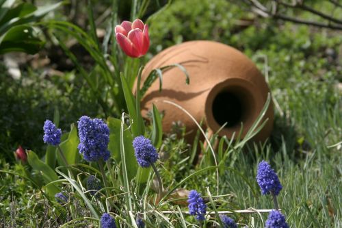 Natiurmortas, Objektas, Sodas, Gamta, Šviesa, Poilsis, Uždaryti, Saulės Šviesa, Tulpė, Tulpenbluete, Gėlė, Pavasaris, Sodo Tulpė, Saulėta Diena