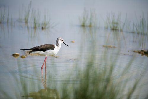 Stilt, Paukštis, Laukiniai Paukščiai, Mazères, Ariège