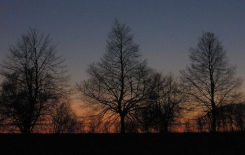 Naktis,  Medžiai,  Naktį