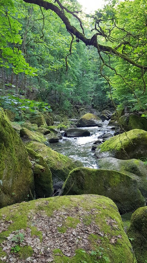 Akmens Upė Gamta Žalia,  Pobūdį,  Mediena,  Samanos,  Kraštovaizdis,  Vandenys