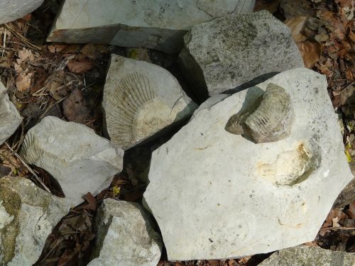 Akmenys, Kalkės, Fosilijos, Kalkakmenis, Balta Jura, Swabian Alb, Perisfinktai