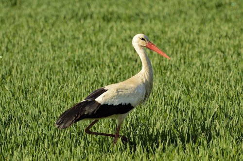 Storch,  Paukštis,  Rattle Gandras,  Gamta