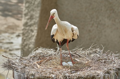 Gandras,  Lizdą,  Kiaušinis,  Scrim,  Gyvūnijos Pasaulyje,  Paukštis,  Gyvūnas,  Pobūdį,  Bill,  Plunksnos,  Balta Gandras,  Rattle Gandras