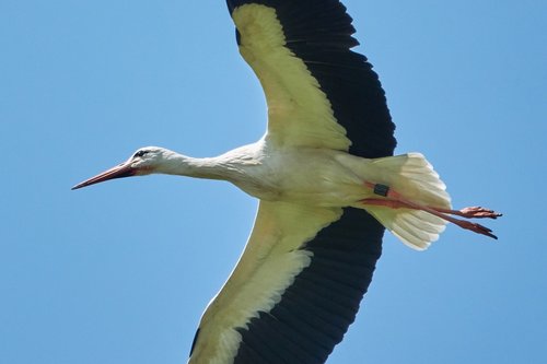 Gandras,  Skraidantis,  Dangus,  Paukštis,  Rattle Gandras,  Balta Gandras,  Nusileidimas