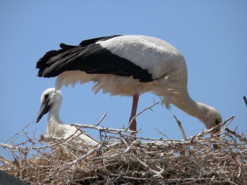 Gandrai, Gyvūnai, Camargue