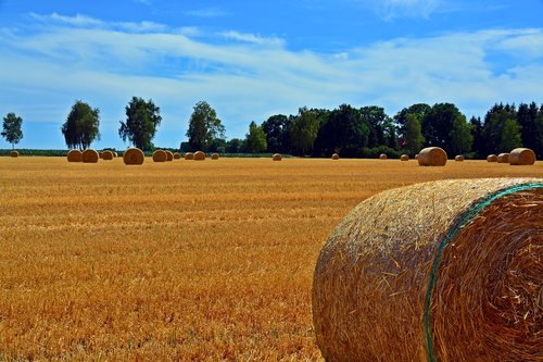 Šiaudų Ryšulius,  Grūdai,  Žemdirbystė,  Derlius,  Golden,  Rulonus,  Nuimami,  Ražienos,  Šiaudų,  Dangus