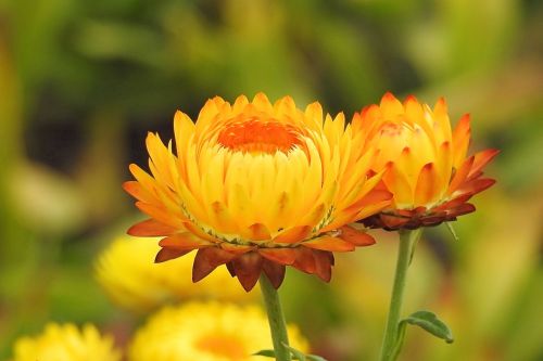 Šiaudų Gėlės, Kompozitai, Helichrysum, Geltona Oranžinė, Užpildytas