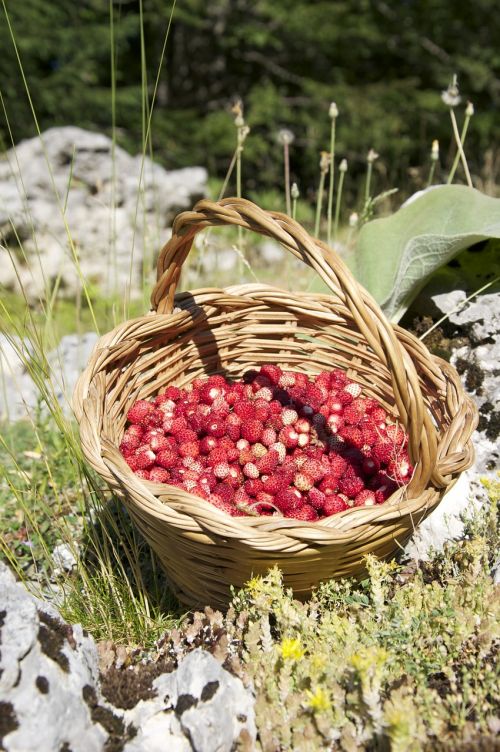 Braškės, Krepšelis, Vasara, Miškas, Žalias