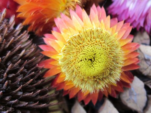 Strawflowers, Sausas, Gėlės, Geltona