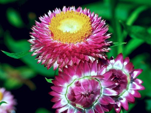 Strawflowers, Augalas, Žydi, Spalvinga, Žiedas, Šviežias, Makro, Šviesus