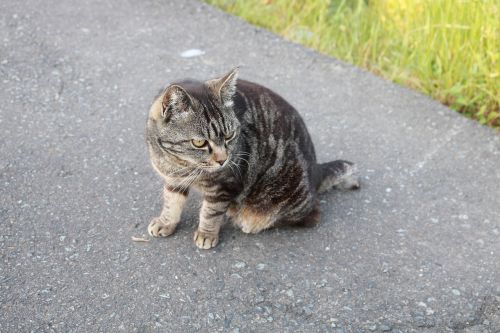 Benamė Katė, Asfaltas, Apsisuk, Tikslas, Rasti, Laukiniai, Instinktas, Mielas, Komfortas, Huai Lot