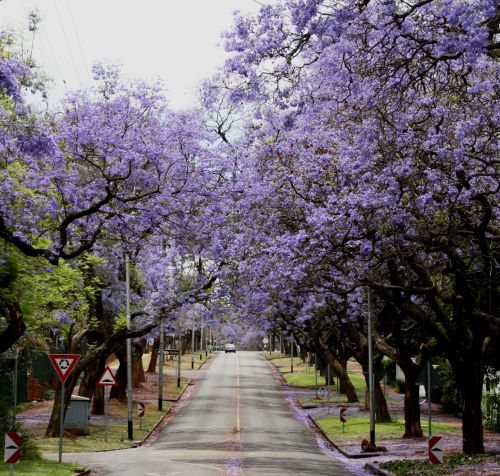 Medžiai,  Eilutės,  Gatvė,  Išklotos,  Linkę,  Dengtas & Nbsp,  Žydėjimas,  Violetinė,  Apvalkalas,  Pavasaris,  Gatvė Su Jacarandas