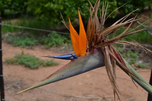 Strelitza, Pietų Afrika, Gėlė, Rojaus Paukštis