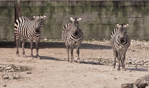 Dryžuotas, Trigubas, Zebra