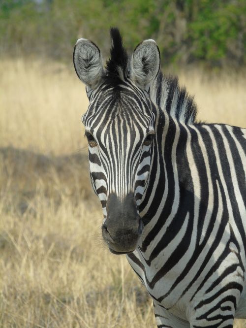 Juostelės, Zebra, Gyvūnas, Afrika, Botsvana, Juoda Ir Balta