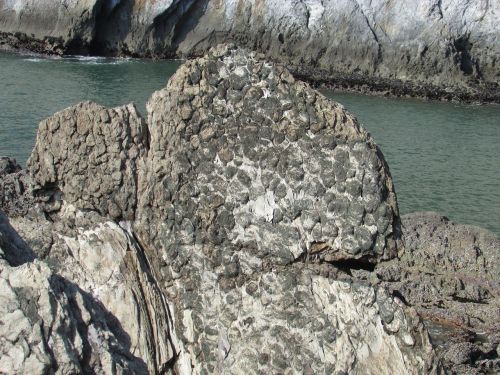 Stromatolitai, Iškastinis, Rokas, Mėlynieji Žalieji Dumbliai, Maža Pasaulinė, Incheonas, Korėja