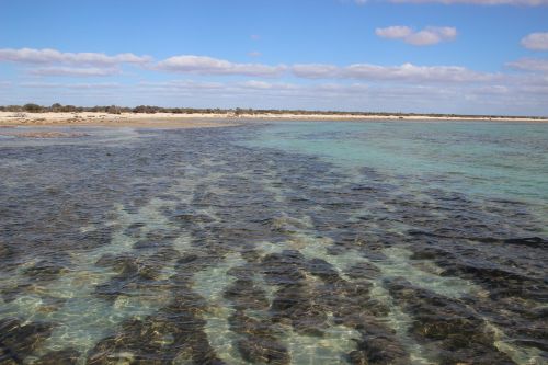 Stromatolitai,  Australia,  Fosilijos,  Bakterijos,  Gamta,  Jūra,  Ryklių Įlanka