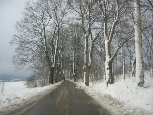 Žiema,  Medžiai,  Keliai,  Medžiai Kelyje