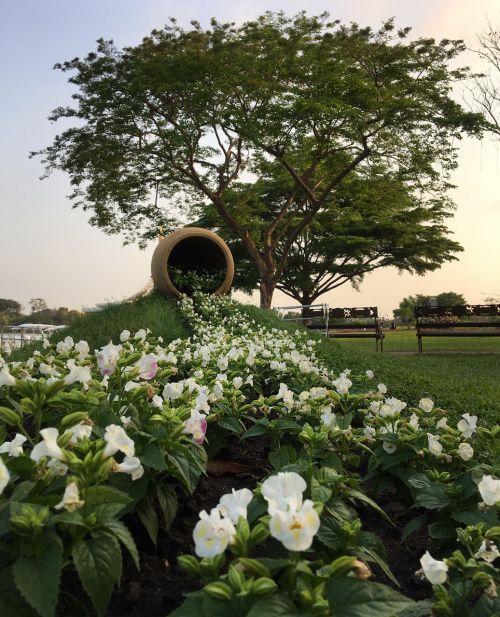 Suan Luang, Parkai, Gėlės