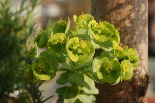 Sultingas Augalas,  Riebalai,  Crassulaceae,  Gamta,  Be Honoraro Mokesčio