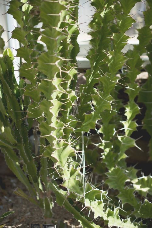 Sukulentai, Žaliasis Namas, Kaktusas