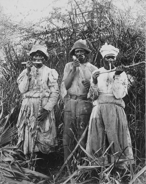 Cukranendrių Derlius, Cukranendrė, Jamaika, 1880, Juoda Ir Balta