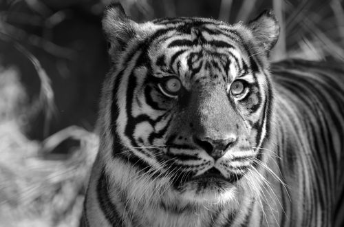 Sumatranas,  Tigras,  Laukinė Gamta,  Didelis,  Katė,  Nykstantis,  Juoda & Nbsp,  Balta,  Vaizdas,  Gyvūnas,  Žinduolis,  Pavojingas,  Didingas,  Grožis,  Apsaugotas,  Gyvūnų Rezervas,  Zoologijos Sodas,  Sumatranas Tigras