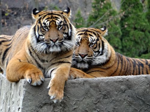 Sumatrano Tigras, Gamta, Plėšrūnas, Tigras, Žinduolis, Katė, Katės Akys, Didybė, Laukinis Katinas, Laukiniai Katinai, Žinduoliai, Zoologijos Sodas, Juostos, Gyvūnas