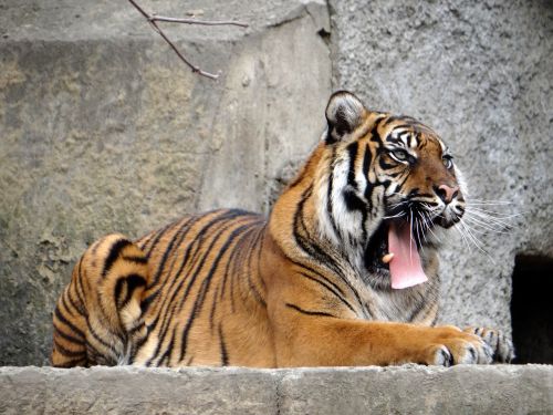 Sumatrano Tigras, Gamta, Plėšrūnas, Tigras, Laukiniai Katinai, Didybė, Žinduoliai, Zoologijos Sodas, Juostos, Laukinis Katinas, Katė, Gyvūnas, Laukiniai, Fauna, Tabby, Katės Akys