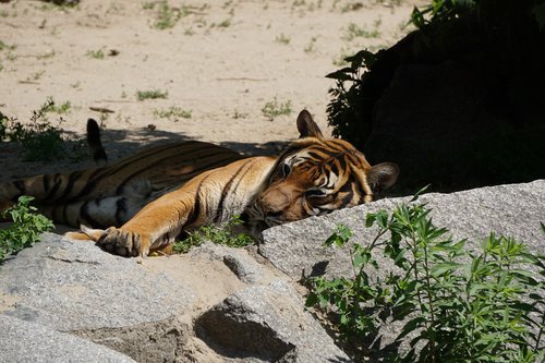 Sumatran Tigras,  Tigras,  Predator,  Zoo,  Pavojinga,  Didelė Katė,  Mėsėdžiai,  Gyvūnas,  Laukinė Katė