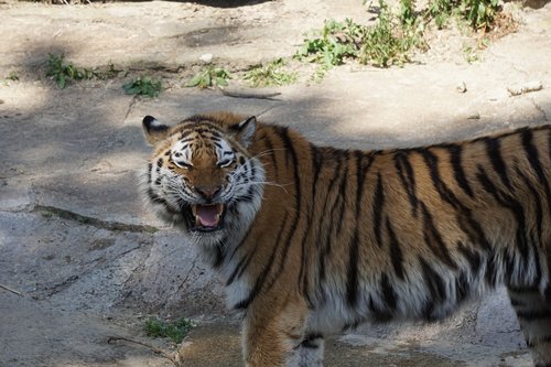 Sumatran Tigras,  Predator,  Didelė Katė,  Zoo,  Laukinis Gyvūnas,  Wildcat,  Pavojinga,  Gyvūnijos Pasaulyje,  Tigras,  Žinduolis,  Mėsėdžiai