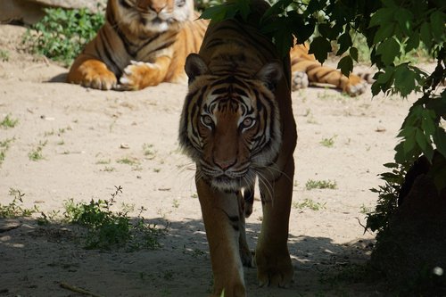 Sumatran Tigras,  Žinduolis,  Zoo,  Tigras,  Predator,  Pavojinga,  Gyvūnas,  Wildcat,  Mėsėdžiai,  Didelė Katė