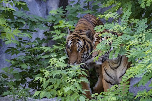 Sumatran Tigras,  Tigras,  Predator,  Pavojinga,  Zoo,  Gyvūnas,  Wildcat,  Padaras,  Katė,  Mėsėdžiai,  Didelė Katė,  Gyvūnų Portretas