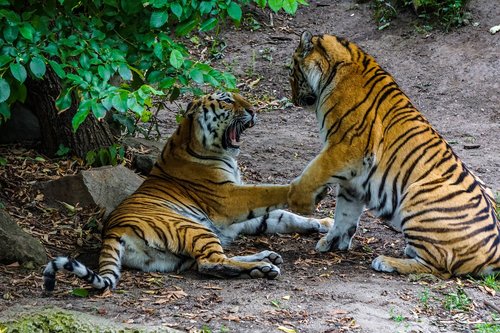 Sumatran Tigras,  Tigras,  Didelė Katė,  Pavojinga,  Zoo,  Predator,  Wildcat,  Mėsėdžiai,  Žinduolis,  Gyvūnijos Pasaulyje,  Kailiai,  Gyvūnas,  Kovoti,  Skumbrės,  Mieze,  Laukinis Gyvūnas