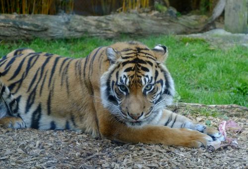 Sumatrano Tigras, Tigras, Laukinis Gyvūnas, Poilsio, Žvilgsnis, Laukinė Gamta, Gamta