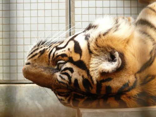 Sumatrano Tigras, Tigras, Katė, Plėšrūnas, Pavojingas, Kailis