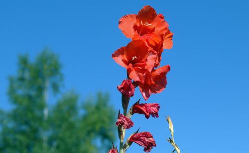 Gladiolas, Iridaceae, Flora, Raudona
