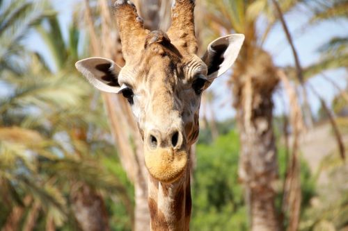 Vasara, Žirafa, Didelis, Safari, Pastebėtas, Zoologijos Sodas, Laukinės Gamtos Fotografija, Kelionė