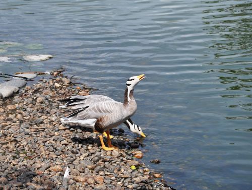 Vasara, Paukščiai, Gamta, Natūralus, Ežeras, Fauna, Lauke