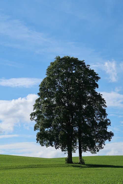 Vasara,  Dangus,  Pobūdį,  Kraštovaizdis,  Debesys,  Poilsio,  Meadow,  Allgäu,  Žolė