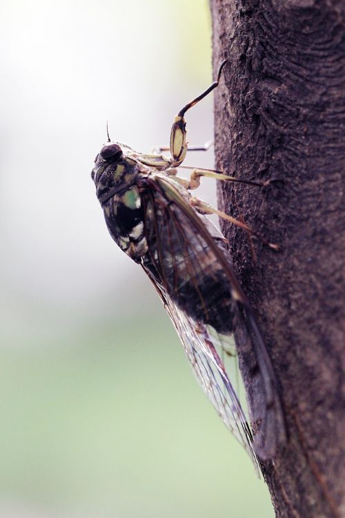 Vasara, Cicada, Vabzdžiai